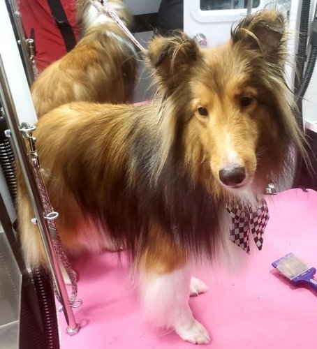 Charleston the Sheltie